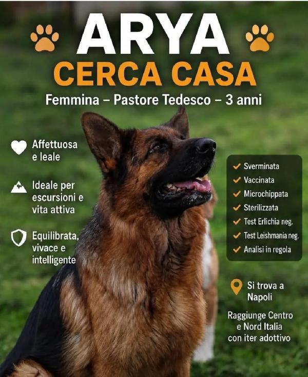 Arya meravigliosa Pastore Tedesco 3anni rimasta sola.NAPOLI Foto 4